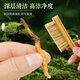 Zangxitang [erstes frisches Gras im Jahr 2025] Fresh Cordyceps sinensis, frischer Cordyceps sinensis, nahrhafte Nahrungsergänzungsmittel, 0,6 g/Wurzel, 30 Wurzeln