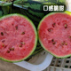 Fengming Yashi early-maturing four-season watermelon seeds thin-skin gift hybrid watermelon seeds Kirin 2K watermelon seeds 50 capsules