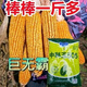 New species double national review original Zhongkeyu 505 corn seeds are resistant to lodging and insects. It is good to sow low-stem big stick seeds in spring and summer. New species original Zhongkeyu 505 4200 grains x1-pack