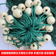 Yuxige pull net fishing net fish pond pull fish net pull net scraper fish net seine net drag fish net 2 finger partition clear pond net support net partition net 2 meters high 10 meters long 2 fingers thick 9 strands weighted pendant