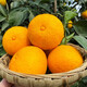 Jingdida Sichuan Ehime No. 38 jelly orange, net weight 9Jin Jin is equal to 0.5kg, gift box with 16 large fruits, straight from the source