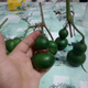 墨绿小葫芦翡翠葫芦盆栽手捻小葫芦种子文玩亚腰种盆栽四季阳台 种墨绿小葫芦种子 粒粒饱满發芽率9922粒