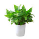 Green intentional potted potted indoor plants, flowers, green plants, hydroponics, long vines, hanging large-leaf green baskets for new homes, formaldehyde removal for new homes, 120 original pots for water storage, 10 pots + pot + 10 fertilizer, shipped with pots and soil