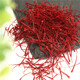 Qifengtang Saffron Кусок Crocus Saffron Saffron Saffron Anguo китайский травяной медицина 20 г деревянная подарочная коробка