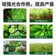 Chloropyramide paclobutrazol peanuts, soybeans, cotton, ginger, sweet potato, enlargement hormone, dwarfing and exuberance control agent Chloropyramide + paclobutrazol *100 sets