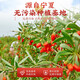 Qi liyuan Wolfberry Ningxia Special Red Wolfberry 500G Zhongning Specialty Wolfberry Authentic Yaki Tea Top Wolfberry