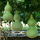 Treasure gourd seeds edible vegetable gourd vegetable seeds spring planting large gourd seeds flower seeds easy to grow in spring treasure gourd seeds - new species of the season original pack of about 11 seeds -
