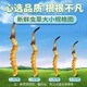 Zangkangtang Authentic High Altitude Fresh Cordyceps sinensis 2025 First Period Selected Fresh Cordyceps SF Cold Chain Direct 0.70.8g/root, 10 roots in total