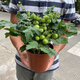 Tomato potted imported tomato seedlings with flowers and fruits four seasons tomato fruit flower seedlings edible outdoor cherry tomatoes small tomato potted with fruit shipped 1 pot