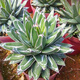 Agave Family Series von Schnee, verheißungsvolle Kronbrokade fünf Farben und andere saftige Pflanzen Gartenpopfpflanzen Maikele Ji Luanxue 12-15 cm