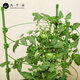 九千谷植物攀爬架包钢管花架蔷薇月季葡萄固定支撑防倒固定架60cm4634