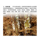 Biological Bacillus subtilis microbial inoculant bacterial fertilizer probiotic fertilizer agricultural nitrogen fixation and disease prevention 1kg 1.0kg