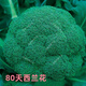 Broccoli seeds broccoli seeds loose cauliflower seeds cauliflower green cauliflower seeds four seasons vegetables original purple cauliflower seeds 2 bags (about 200 grains