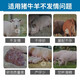Animal husbandry, prosperity, Taibao upgraded version of veterinary pigs to promote ovulation, cattle without pens, sheep to promote estrus, three-day estrus, multiple placenta, 150g/bag