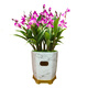 Liu Ge Orchid Perfume Dendrobium Orchid Potted Indoor Desktop Orchid Seedlings 18 Seedlings with 3 Foils and Porcelain White Pots Source Straight Hair