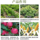 25% paclobutrazol citrus lychee fruit tree rice wheat growth control agent chlormequat pesticide plant growth regulator 500 (10 bottles)
