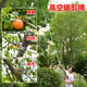 Meike (MYTEC) fruit-picking high-branch shears, longan, bayberry, winter jujube, lychee, cherry, betel nut, high-altitude pruning, fruit tree pruning, high-branch saw, fruit-picking artifact, extended labor-saving scissors, 2 sections 1.8-3 meters retractable + saw blade