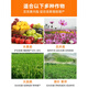 Donghe 28 high-brassinolide plant growth regulator promotes roots and seedlings to promote growth pesticide agricultural use 1000ml
