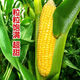 Sweet and crispy fruit corn seeds, big sticks, early-maturing, fragrant and super-sweet corn, eaten raw in all seasons, field planting seeds, high-quality fruit corn seeds, newly planted in season - 5 packs, about 500 grains