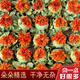 北京同仁堂西藏红花果中药材新货红花果干泡茶水藏红花种球整朵花 红花果100克(新花大朵)