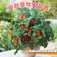 Tomato potted imported tomato seedlings with flowers and fruits four seasons tomato fruit flower seedlings edible outdoor cherry tomatoes small tomato potted with fruit shipped 1 pot