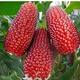 Super sweet fruit pineapple corn seeds wholesale pineapple corn sweet waxy corn seeds Wenwan field seasonal vegetables strawberry corn 50 grains Wenwan corn seeds