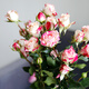 5 small and exquisite multi-headed roses in random colors