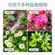 Stanley volcanic stone particles red volcanic rock bottom sand natural succulent orchids special flower cultivation red paving stone 5Jin Jin is equal to 0.5kg