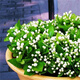 Jasmine seeds are easy to grow in all seasons, indoor balcony flower pots, perennial flowering seeds, tiger head jasmine 100 capsules + rooting powder, see description 2 for details