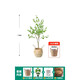 Hua e flow simulation hanging bell tree horse drunken wood plant clothing store bionic fake green plant decoration potted indoor living room floor-standing ornaments 1.3m single pole + lined rattan basket