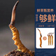 【2024年那曲尾期野鲜虫草】QOMO 西藏那曲原产地当季鲜冬虫夏草 野虫草冷链礼盒装端午礼盒 那曲野鲜虫草0.5g/根 20根装