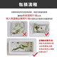 Tingbaige Ornamental Shrimp Pet Shrimp Adult Propagation Shrimp Female Shrimp Male Shrimp Colorful Shrimp Live Ten Female Three Male Set Live Shrimp 10 Female Three Male Shrimp 10 Female Three Male Shrimp 10 Female Three Male