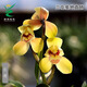 Wengyuan Orchid Authentic Spring Orchid Giant Lotus Old Species Winter Flowering Period Strong Fragrance Easy to Grow Indoor Desktop Flower Pots Giant Lotus 7 Seedlings Random Plastic Ancient Style Pots Good for Planting