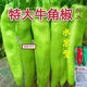 Large-fruited horn pepper seeds for field planting vegetable seeds in spring and autumn, high yield and early maturing pepper seeds, garden vegetable seeds, horn pepper seeds, about 800 seeds, 2 packs