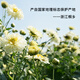 Be Tee Bio -Chrysanthemen Tee Tongxiang Erst Chrysanthemen Hangzhou weißer Chrysanthemengesundheitsee mit Wolfberry Spät 50 g/Dose Chrysanthemene Tee aufbleiben