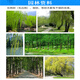 Senhuo Yifa Lin gibberellic acid inhibits willow tree flowering, catkins prevention and treatment of flying catkins, one-insert net growth regulator