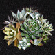 Die fünffarbige Agave glückverheißende Krone der Goldenen Leech Prinzessin Thunder Sukkulente Pflanzenkombination Potted Saizhixe Einzelhoch
