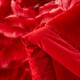 Antarktische rote Hochzeit Hochzeit Hochzeitsdecke verdickte Doppelschicht Rasher warme Decke Feste Mitgiftdecke Geschenkdecke Doppel Happy Big Red 655 Big Red 200cmx230 cm Gewicht ungefähr 8 Jin