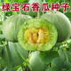 Emerald melon seeds thin-skinned super sweet cantaloupe seeds spring green-skinned four-season crisp melon early-maturing cantaloupe seeds original 3 packs of about 180 capsules