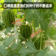Fengming Yashi early-maturing four-season watermelon seeds thin-skin gift hybrid watermelon seeds Kirin 2K watermelon seeds 50 capsules