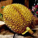 攸竹泰国金枕榴莲 马来西亚猫山王榴莲D197次日达带壳金枕榴莲礼盒 A级金枕3-4斤/一个装