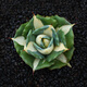 Die fünffarbige Agave glückverheißende Krone der Goldenen Leech Prinzessin Thunder Sukkulente Pflanzenkombination Potted Saizhixe Einzelhoch