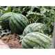 Sweet 4K Watermelon Seeds Spring and Autumn Sowing Station Divine Watermelon Seeds Thin Skin Dry Juice High Sweetness Low Temperature and Low Light Resistance 600 capsules/bag