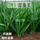 791雪韭王抗病速长香白根不休眠宽韭菜蔬菜种子阳台菜园四季种籽 719大叶韭菜种子 精品种子：1包(约500粒)