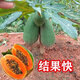 Dwarf papaya seedlings, fruit papayas, red-fleshed papaya seedlings, large green papaya seedlings that bear fruit in four seasons, potted courtyards, 2 dwarf papaya seedlings (10 cm high), free reissue after receiving dead seedlings (with cups and leaves)