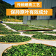 Xiushui Wildgrün und Qian Liu Tea Qingjin Geld Spezielle Grade Ancient Tree Tender Blätter Originalblätter mittleren Alters und älterer Gesundheit Tee zwei Jin [Jin entspricht 0,5 kg] 1000 Gramm Originalblätter