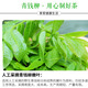 Buds de qualité spéciale, thé de saule vert et doré véritable jiangxi Xiushii Wild Qingqian Willow Jinqian Willow Tends Feuilles de sucre chinois Herbal Médecine de 500 ans Ancient Tree Qingqian Willow Feuilles tendres 1000 grammes Xiushii 500 ans ancy Tree Supergrater Bud Feuilles de bourge