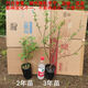 Northeast red currant fruit saplings, potted lantern fruit seedlings, north and south planting, large fruit platform planting, fruit seedlings, gooseberry, 3-year seedlings (cup seedlings with soil are good for survival) 10 trees