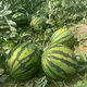 Shouhe Thin-skinned Sweet Watermelon Seeds Autumn Fruit Seeds Weiyu Shouyi Sweet King Watermelon Seeds 30 pieces * 2 bags