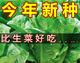 Heat-resistant peacock seeds can be eaten raw in all seasons, high-nutrition upright lettuce seeds pastoral potted salad lettuce [improved - 500 selected original seeds] No insect-free 869 peacock seeds (scattered to the soil) heat-resistant and easy